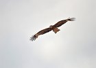 Zwarte wouw (oostelijk) (black-eared kite) Milvus migrans lineatus  - Kharkhorin 15-08-2016 (1)
